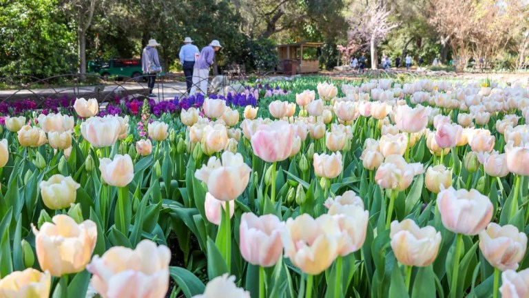 Descanso Gardens Spring Blooms
